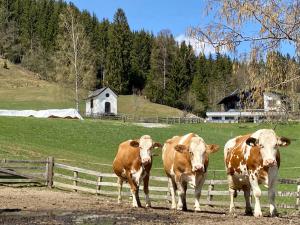 Zvieratá na farme alebo blízkom okolí