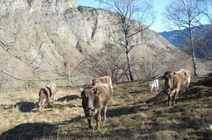 Fotografie z fotogalerie ubytování Casa Rural Casa Colom v destinaci Espot