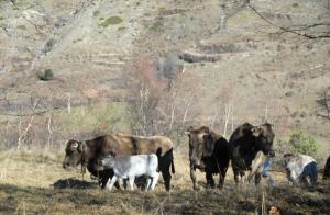 Fotografie z fotogalerie ubytování Casa Rural Casa Colom v destinaci Espot