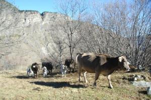 Fotografie z fotogalerie ubytování Casa Rural Casa Colom v destinaci Espot