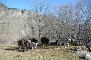 Fotografie z fotogalerie ubytování Casa Rural Casa Colom v destinaci Espot