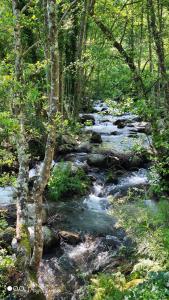 ein Wasserlauf mit Steinen in einem Wald in der Unterkunft Casa Rural Aguas del Venero in Losar de la Vera