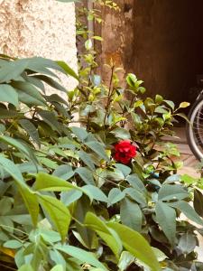 un cespuglio di rose con un fiore rosso sopra di Area 2 a Siracusa