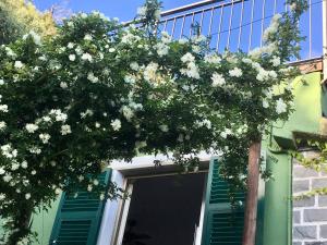 a tree with white flowers in front of a door at Villa Pietrafiore in Monterosso al Mare