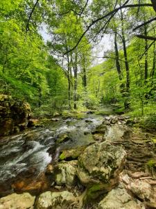 a stream in the woods with rocks and trees at Studio Sanja in Soko Banja
