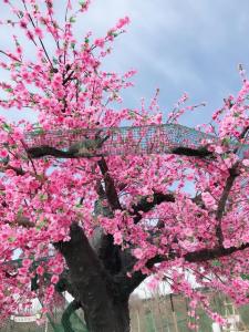 un árbol lleno de flores rosas delante de una valla en 7Days Inn Hanzhong Yang County Heping Road Branch, en Hanzhong