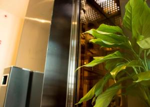 a large green plant in front of a mirror at 7Days Inn Xinyang Mall North Bus Station in Shangcheng