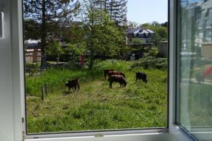 Zvířata v apartmánu nebo okolí