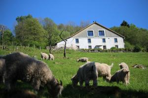 una manada de ovejas pastando en un campo frente a una casa en La Ferme sous les Hiez, en Cornimont