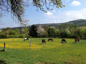 Zvieratá na farme alebo blízkom okolí