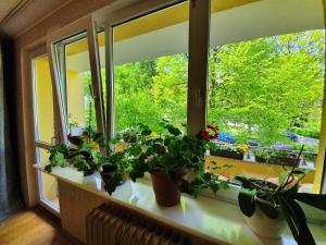 a window with potted plants on a window sill at MY SUITE 60th in Gdańsk