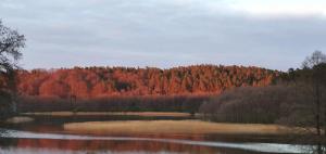 a river with a bunch of trees in the background at RELAXX Home in Woryty