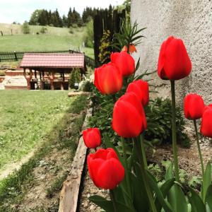 Vonkajšia záhrada v ubytovaní Apartmán Jedlička