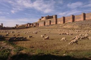 una manada de ovejas pastando en un campo con un castillo en CASA RURAL ALTA YUBERIA en Berlanga de Duero