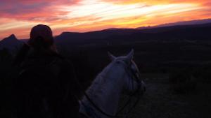 Dyr på bed and breakfast-stedet eller i nærheden