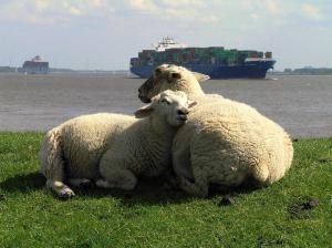 dos ovejas yaciendo en la hierba junto al agua en Holthus en Kollmar