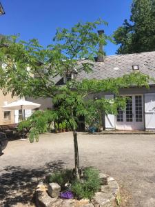 uma pequena árvore em frente a uma casa em Maison Lyre, Pompadour em Arnac-Pompadour