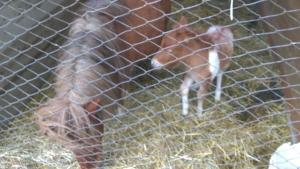 a baby horse is standing behind a fence at Agriturismo La Miniera in Gignese