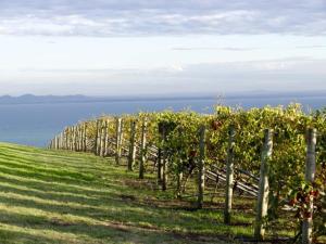 a row of grape vines on a hill next to the ocean at Geelong Serviced Apartments in Geelong