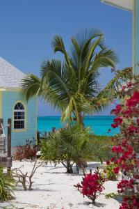 a palm tree on the beach next to a house at Paradise Bay Bahamas in Farmerʼs Hill