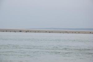 a group of birds standing on a beach near the water at Ces jours en baie Le vue mer in Cayeux-sur-Mer