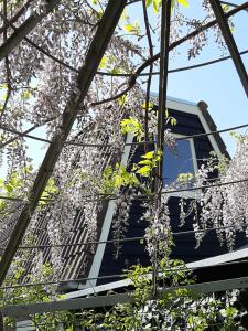 un albero con fiori bianchi di fronte a un edificio di Mahil-Laya a Meppel