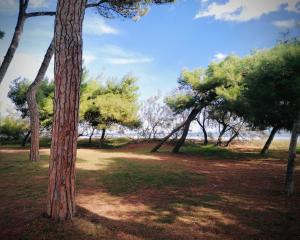 un groupe d'arbres dans un parc avec un champ dans l'établissement LOFT 51, à Pescara