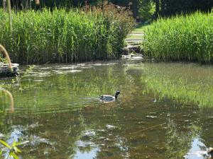 een eend die in het water zwemt naast wat gras bij Rondeva in Chester