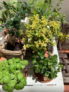 a group of potted plants sitting on a table at Brezza Affittacamere in Montemarciano
