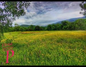 a field of flowers in a field with mountains in the background at El rincón de los Lanchares in Sotillo de la Adrada
