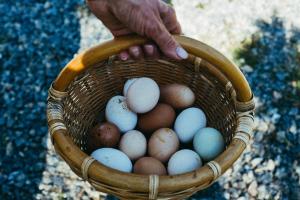 una persona sosteniendo una cesta llena de huevos en Agriturismo Vallerana en Capalbio