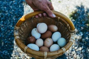 a person holding a basket full of eggs at Agriturismo Vallerana in Capalbio
