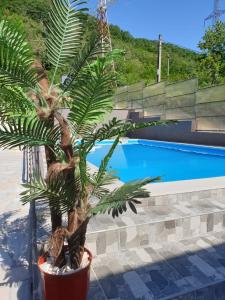 a palm tree in a pot next to a swimming pool at Vila Donau in Dubova