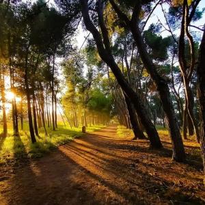 una strada sterrata in una foresta con alberi di Villino Di Girolamo a Pineto