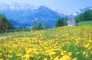 a field of yellow flowers in front of a mountain at Kaisereck in Reit im Winkl