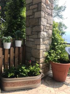 two large pots of plants next to a fence at B&B Bellavista in Castro