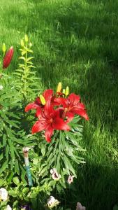 Giardino di Guesthouse Fatos Biti