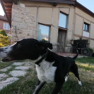 Domácí mazlíčci ubytovaní s hosty v ubytování Casa Rural el Cocodrilo