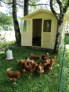 Altri animali domestici presso l'affittacamere o nei dintorni