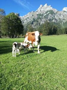 Altri animali domestici presso l'affittacamere o nei dintorni