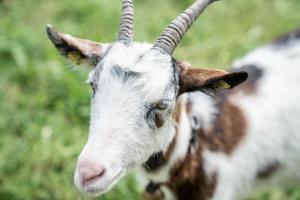 Altri animali domestici presso l'affittacamere o nei dintorni