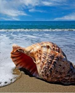 una concha sentada en la playa junto al océano en Hotel Darius en Sunny Beach