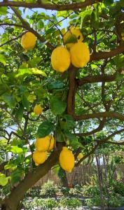 a tree filled with yellow fruit on top of it at La Primavera in Anacapri