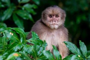 un singe assis dans un arbre dans l'établissement Anaconda Lodge Ecuador, à Ahuano