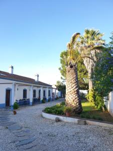 a palm tree in front of a white building at Monte da Avó Chica in Monsaraz