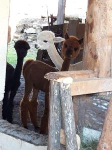 アパートメントの敷地内または近くにいる動物