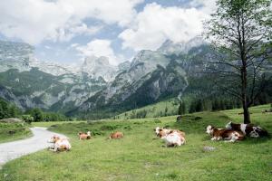 Altri animali domestici presso l'affittacamere o nei dintorni