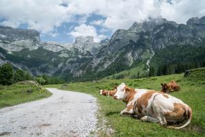 Altri animali domestici presso l'affittacamere o nei dintorni
