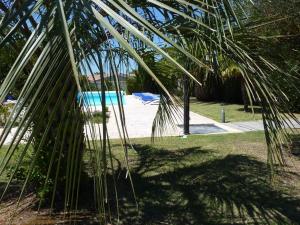 a palm tree with a pool in the background at ÎLE D OLÉRON Charmante Maison Oléronaise & Piscine chauffée in Saint-Georges-dʼOléron