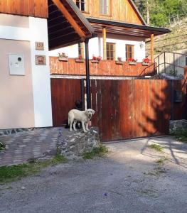 a white dog standing in front of a house at Apartman Ema in Špania Dolina